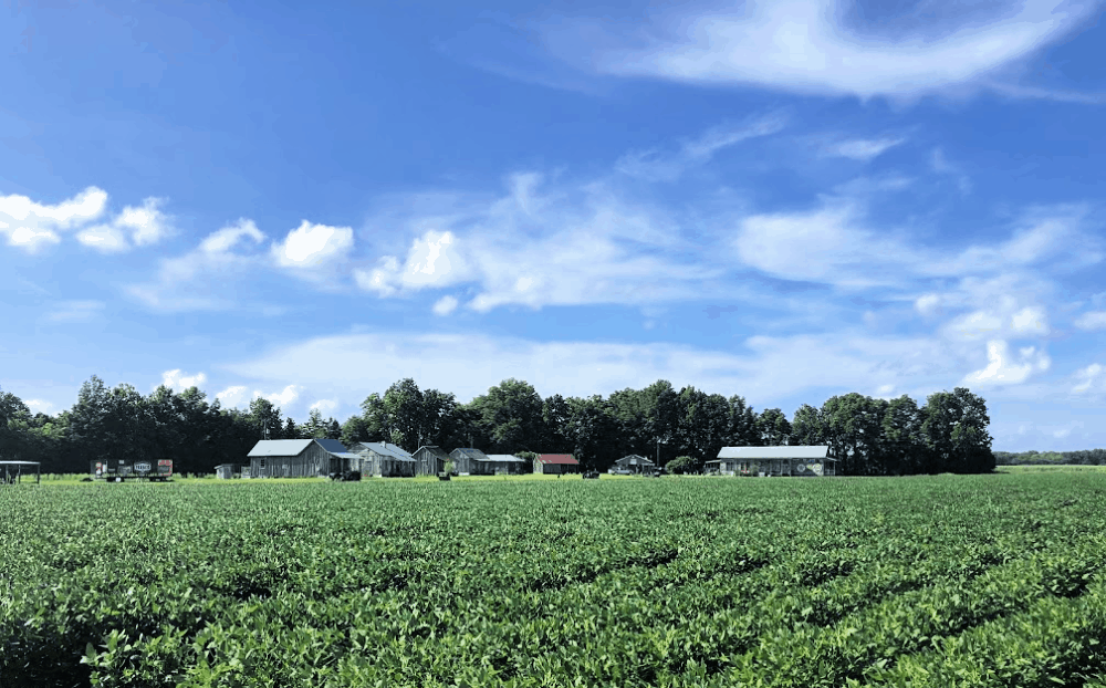 Tallahatchie Flats